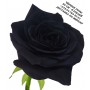 Чёрные розы, Чёрная роза